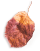 https://www.fotografiacasaluci.it/wp-content/uploads/2020/11/small_leaf_01.png