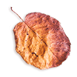 https://www.fotografiacasaluci.it/wp-content/uploads/2020/11/small_leaf_02.png