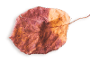 https://www.fotografiacasaluci.it/wp-content/uploads/2020/11/small_leaf_03.png