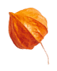 https://www.fotografiacasaluci.it/wp-content/uploads/2020/11/small_leaf_04.png