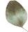 https://www.fotografiacasaluci.it/wp-content/uploads/2020/12/separate_leaf.png