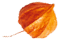https://www.fotografiacasaluci.it/wp-content/uploads/2020/12/small_leaf_05.png